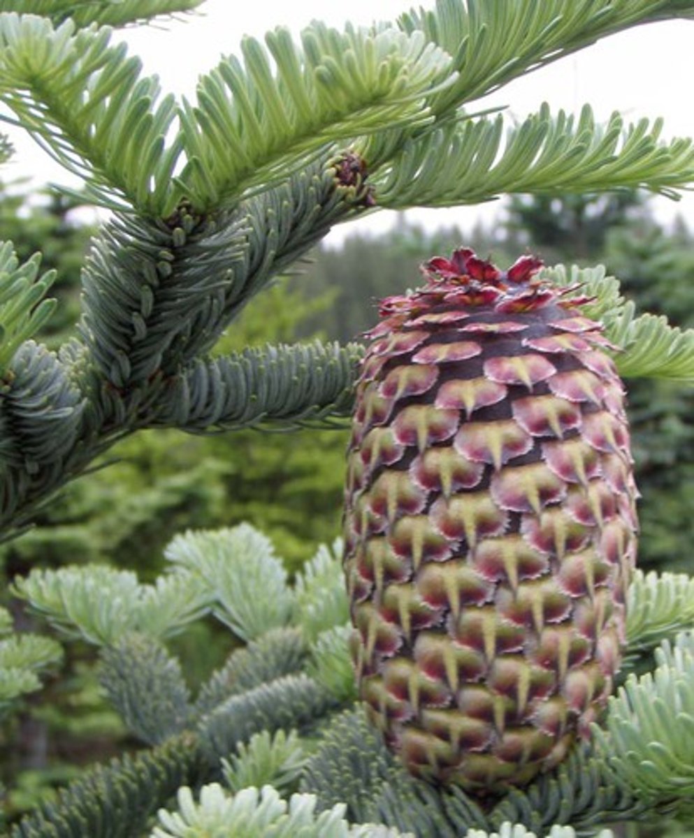 <p>Abies procera, Pinaceae</p>