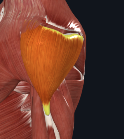 <p>What muscle is this?</p>