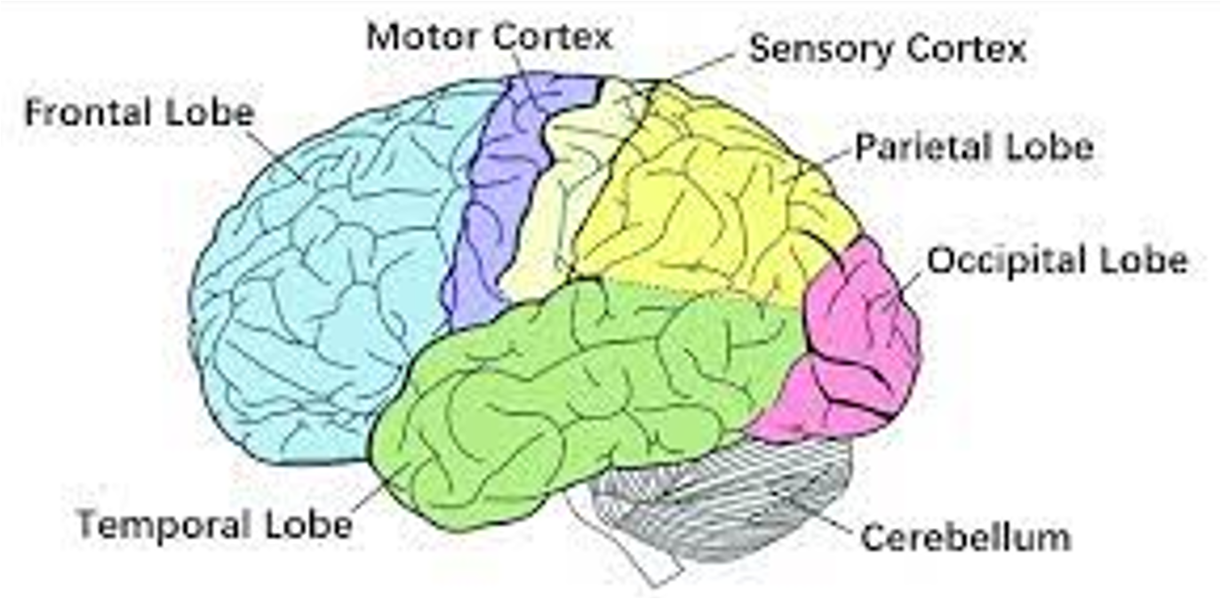 <ul><li><p><strong>Ascending sensory pathways</strong> transmit information from the spinal cord to the <strong>sensory cortex</strong>.</p></li><li><p>The <strong>motor cortex</strong> and other motor areas are <strong>stimulated</strong>, and <strong>descending motor pathways</strong> exert control over <strong>motor neurones</strong> in the spinal cord to regulate movement.</p></li></ul><p></p><p></p>