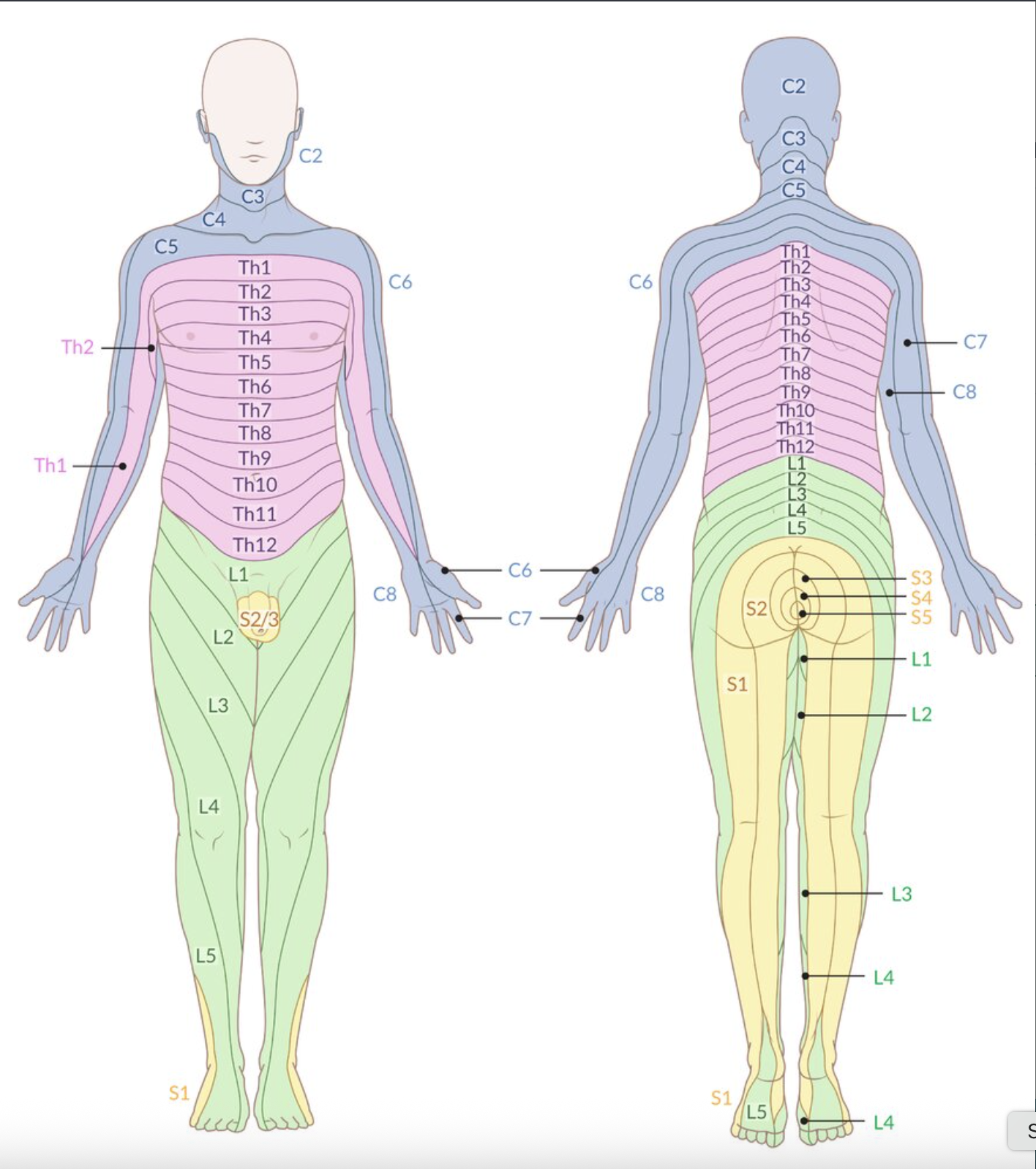 <p>D. Front of the lower leg (Unterschenkelvorderseite)</p>