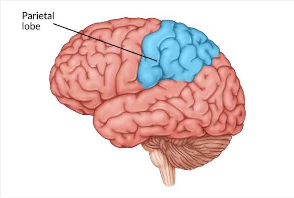 <ul><li><p>Process sensory signals </p><ul><li><p>Touch, pressure, sensitivity, pain</p></li></ul></li></ul><p></p>