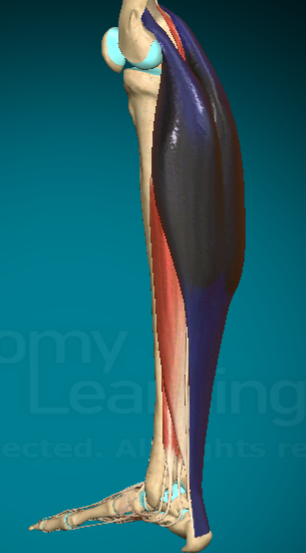 <p>What is this muscle and where are the attachment points?</p>
