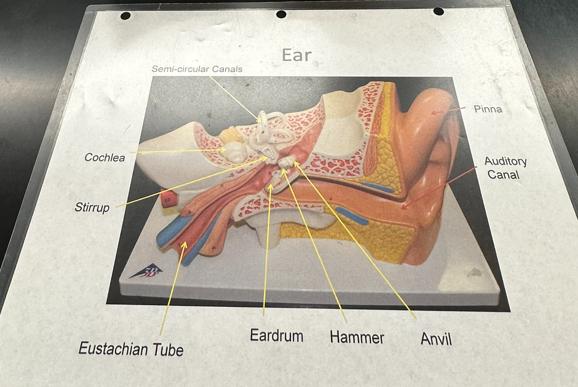 <p>ear</p>