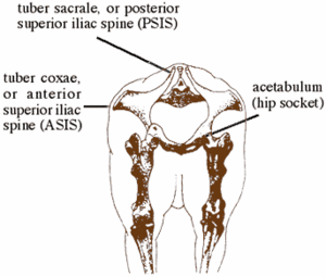 <p>Horse Hindlimb</p>