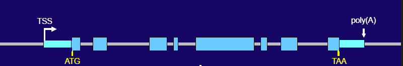 <p><strong><span>Gene Structure (Top Strand):</span></strong><span> </span></p><ul><li><p><span>The gene starts at the </span><strong><span>Transcription Start Site (____)</span></strong><span> </span>and includes segments called <strong>exons</strong> (light blue blocks) and segments called <strong>introns</strong> (lines between exons). </p></li><li><p><span>Key codons are marked: </span></p><ul><li><p><strong><span>___ </span></strong><span>is the start codon for translation (marks the beginning of the protein-coding sequence),</span></p></li><li><p><strong><span>___ </span></strong>is a stop codon (marks the end of the protein-coding sequence). </p></li></ul></li><li><p><span>The region after the ___ exon is involved in adding a </span><strong><span>poly(A)</span></strong><span> tail</span></p></li></ul><p></p><p></p>