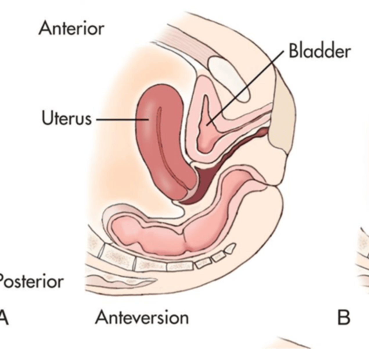 <p>What is an anteverted uterus?</p>