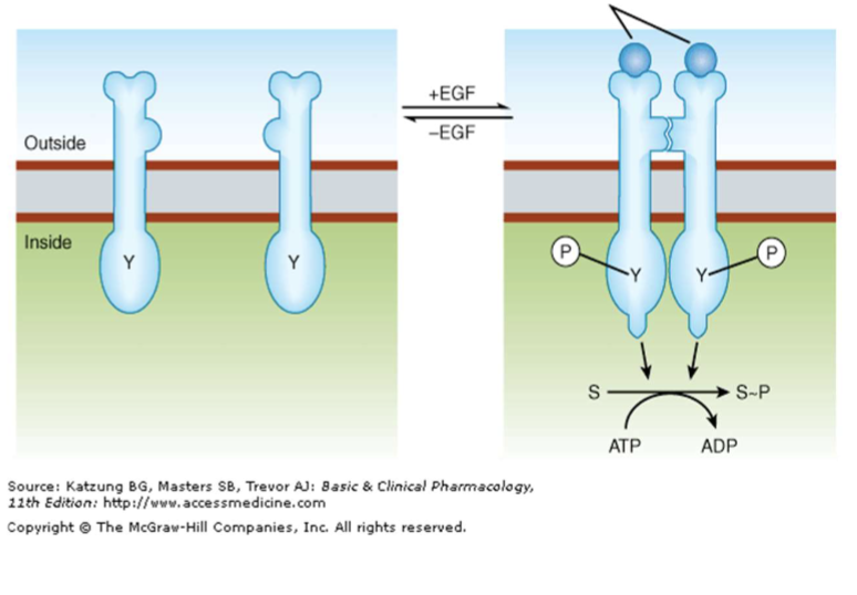 <p>Receptors that dimerize and activate tyrosine kinase signaling (e.g., insulin, EGF, PDGF); targeted by TK inhibitors like Imatinib.</p>