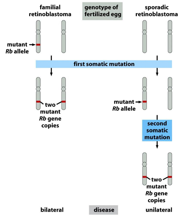 <p><span>Dynamics of retinoblastoma formation</span></p>