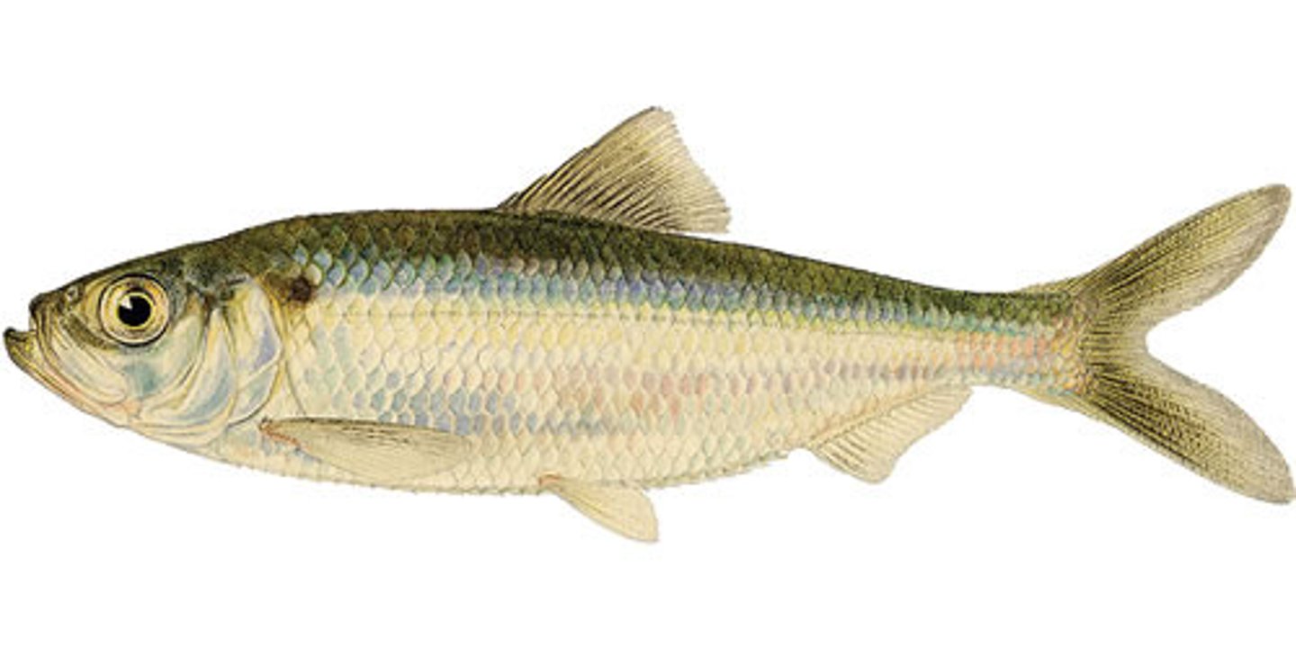 <p>Order Clupeiformes;</p><p>Herrings and Shads;</p><p>-Anal fin long (17 or more rays)</p><p>-Ventral margin of abdomen with sharp, saw-toothed edge</p><p>-Primarily marine; some freshwater and anadromous</p><p>-About 64 genera, 218 species</p><p>-5 TN species</p>