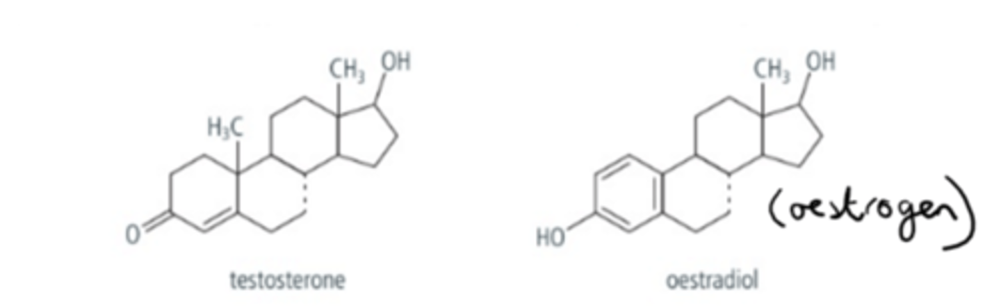 <p>All steroids have 4 connected rings structures and are formed from cholesterol.</p><p>2 examples are testosterone and oestradiol (oestrogen)</p>