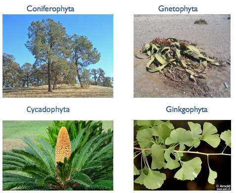 <p>Coniferphyta</p><p>Cycadophyta,</p><p>Gnetophyte</p><p>Ginkophyta</p>