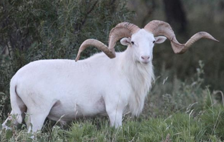 <ul><li><p>Genetically traces back to the <strong>Barbados</strong></p><ul><li><p>Also have <strong>Rambouillet </strong>genetics</p></li></ul></li><li><p><strong>Light in color</strong> and have <strong>large horns</strong></p><ul><li><p>Marketed for hunting</p></li></ul></li></ul><p></p>
