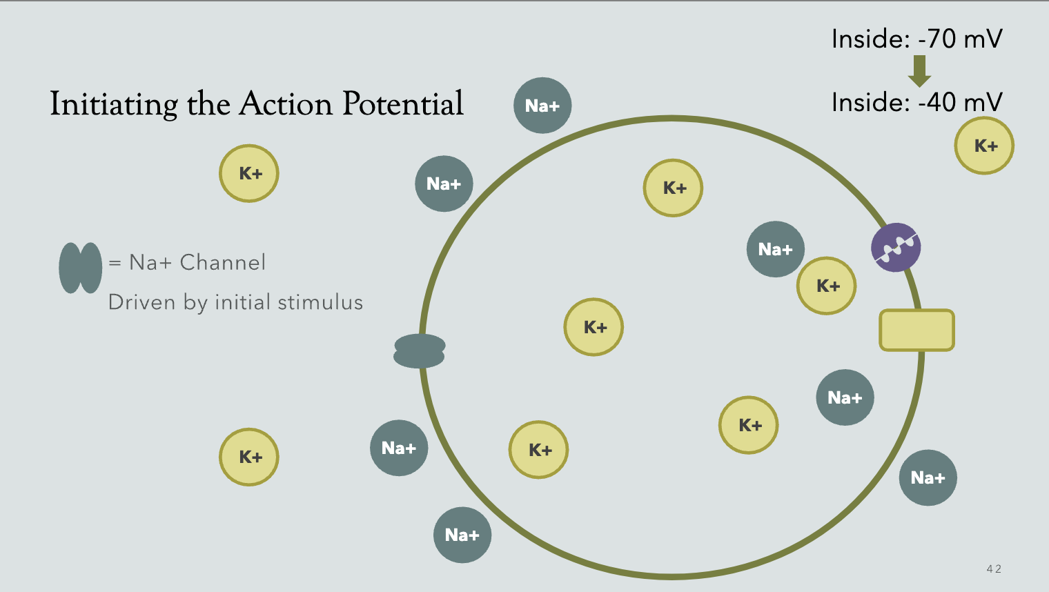 <p>-70mV → -40mV</p>