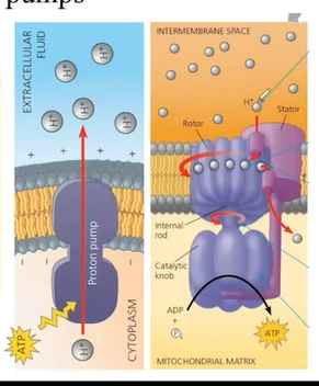 knowt flashcard image