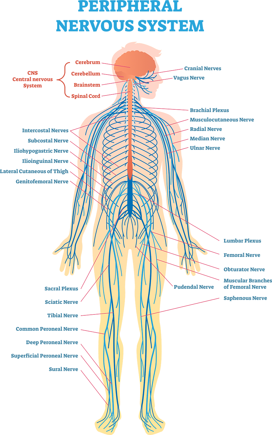 <p>C<span><span>onsists of the brain and spinal cord, which are enclosed and protected by the cranium and vertebral column, respectively. They are the main control center of the body.</span></span></p>