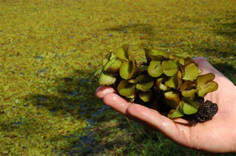 Giant salvinia