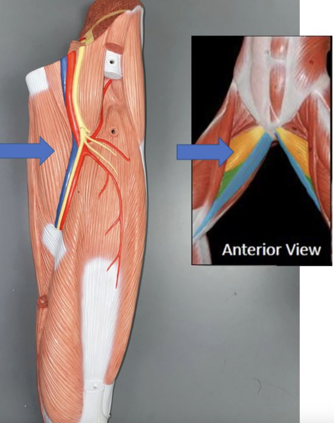 <p>muscle name &amp; action</p>