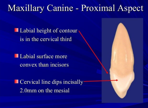 <ul><li><p>similar contact points to most incisors a (except mandibular central incisor)</p></li><li><p>location of incisal edge wear, similar to incisors</p><p></p></li></ul><p></p>