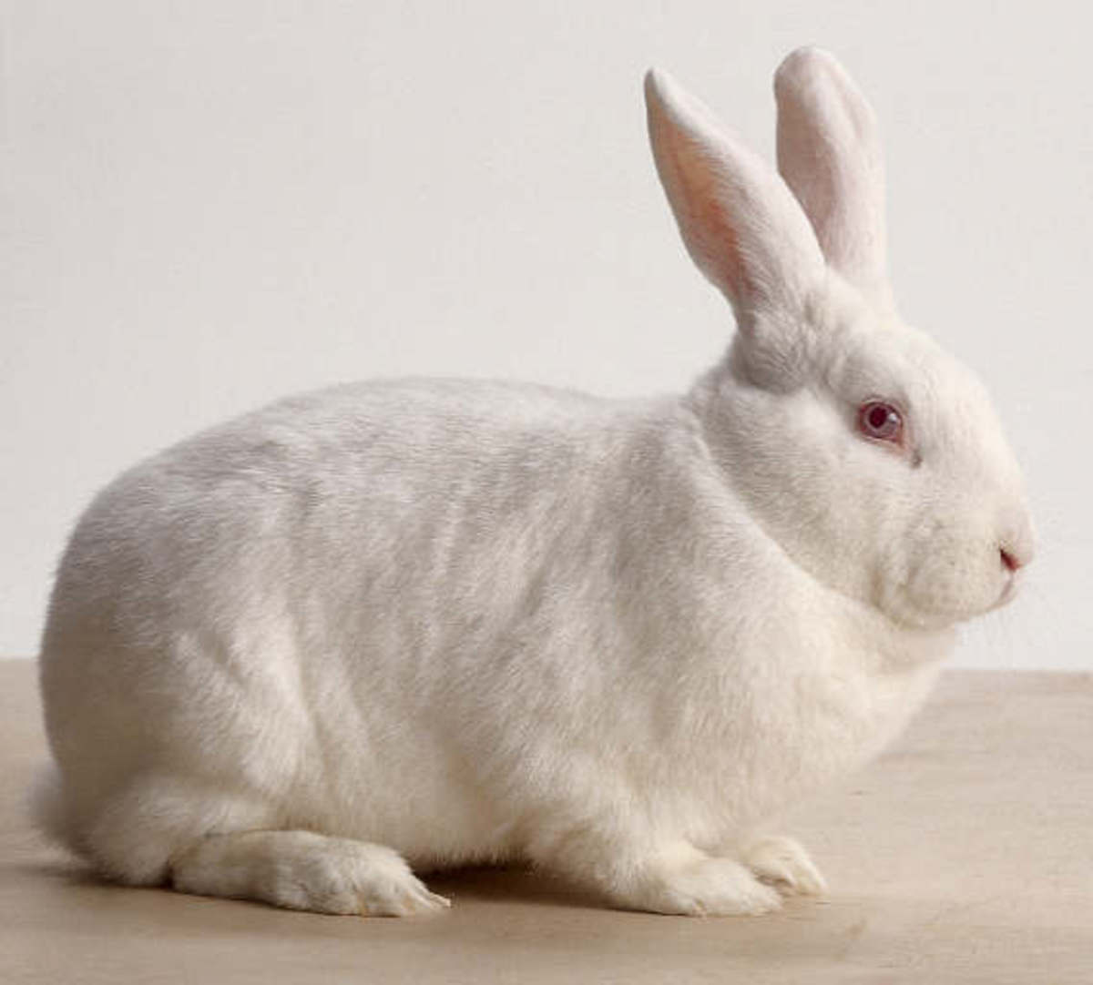 Rabbit