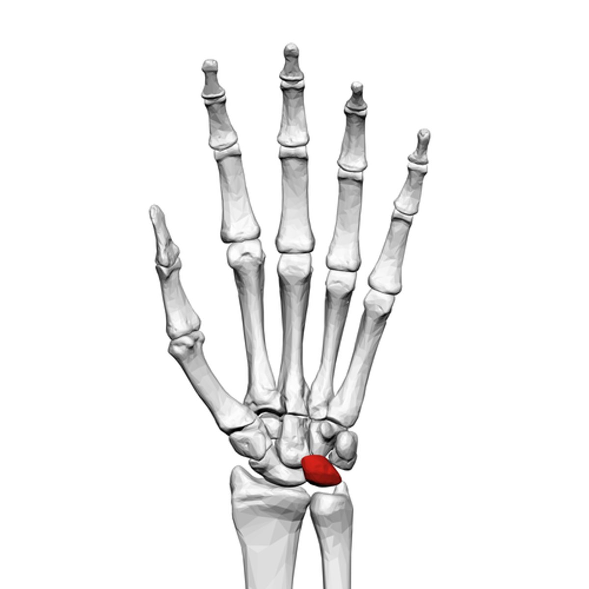 <p>What is the term of the bones highlighted in red?</p>