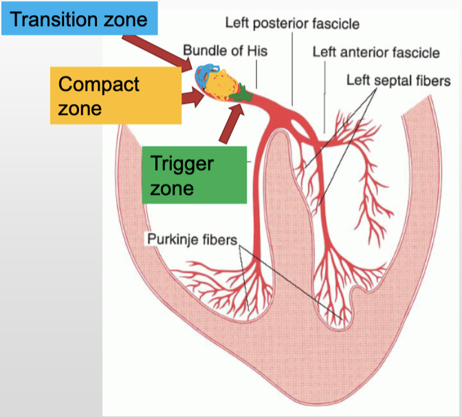 <p>What does the transition zone of the AV node do?</p>