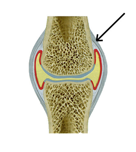 dense irregular connective tissue- continuous with periosteum of articulating bones