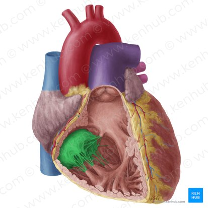 <p>Heart valve that regulates flow between right atrium and right ventricle.</p>