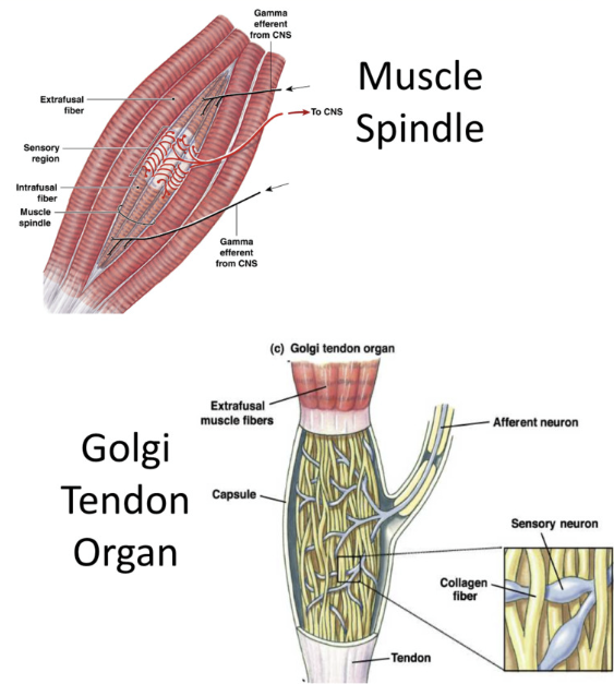 <p>Monitor position and movement of skeletal muscle and joints </p><ul><li><p>muscle spindles</p><ul><li><p>specialized muscle fibers throughout a muscle (neighbor regular muscle cells)</p></li><li><p>sarcomeres on either end of a regoin without filaments (wrapped by sensory neurons</p></li><li><p>respond when muscle is stretched </p></li></ul></li></ul><p></p><ul><li><p>golgi tendon organs</p><ul><li><p>sensory dendrites interwoven among collagen fibers of tendons </p></li><li><p>provide info about contraction of tendons</p></li><li><p>tendon stretch→ squeeze sensory dendrites → inform brain of activation</p></li></ul></li></ul><p></p><ul><li><p>Joint capsule receptors </p><ul><li><p>mechanoreceptors found on sensory dendrites in joint capsule </p></li><li><p>found in synovial membrane </p></li><li><p>responds to pressure, stretch, and movement </p><ul><li><p>eg pacinan corpsucles and ruffini endings </p></li></ul></li></ul></li></ul><p></p>