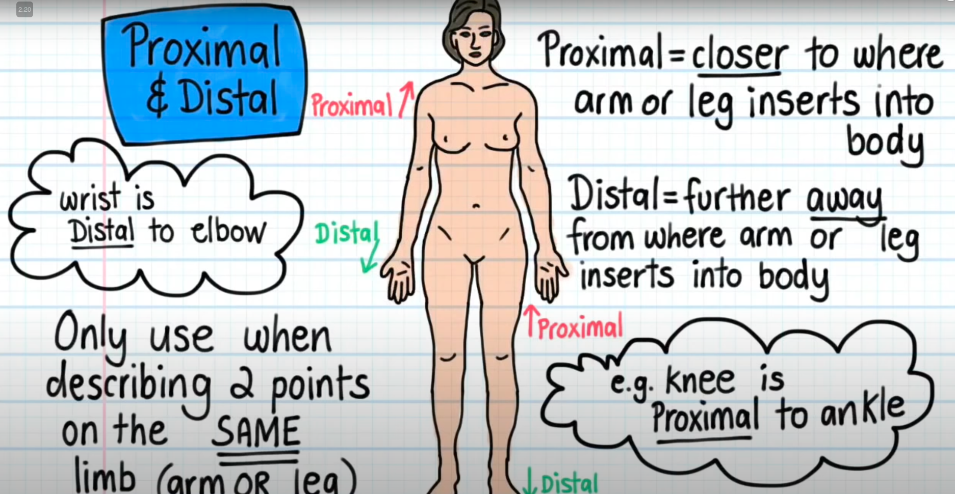 <p>Closer to where arm of leg inserts into body</p><p></p><p>Example: Knee is proximal to ankle</p>