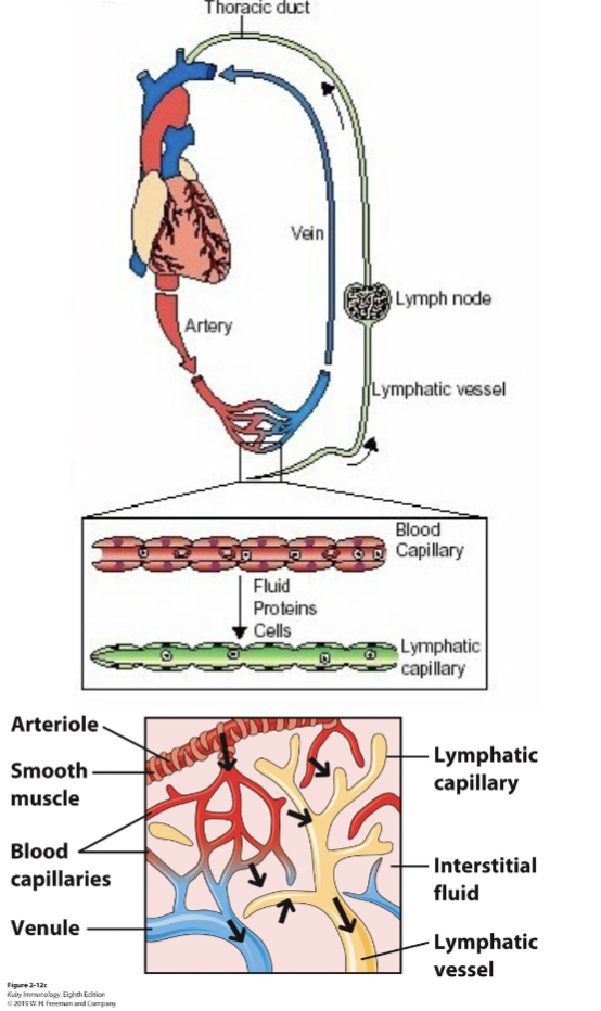 <p><span>leukocytes and antigens are transported and concentrated in lymph nodes to enable their interactions</span></p><p><span>The fluid component of blood (plasma) that leaks out of capillaries is interstitial fluid; most returns to the blood through the capillaries but the remaining fluid, called lymph, is collected by tiny open lymphatic</span><br><span>capillaries</span></p><p><span>Lymphatic capillaries join and become progressively larger lymphatic vessels, ultimately draining via the thoracic duct into the left subclavian vein back to the blood to return fluid and activated lymphocytes</span></p>