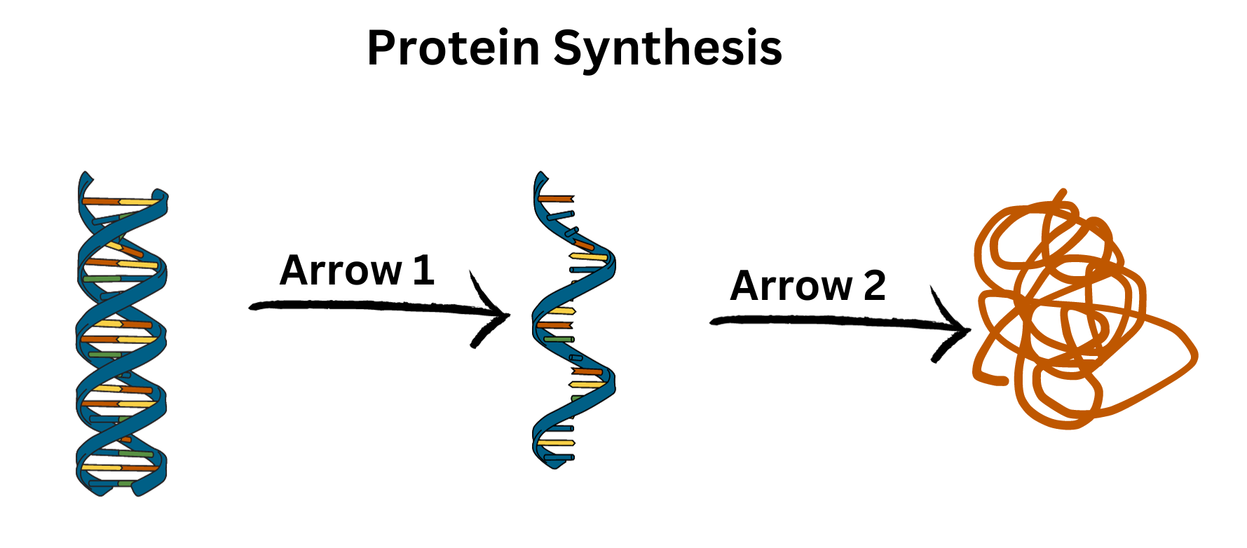 <p><span>A diagram of the steps involved in protein synthesis is shown below.&nbsp;Which of the following accurately explains the process represented by Arrow 1?</span></p>