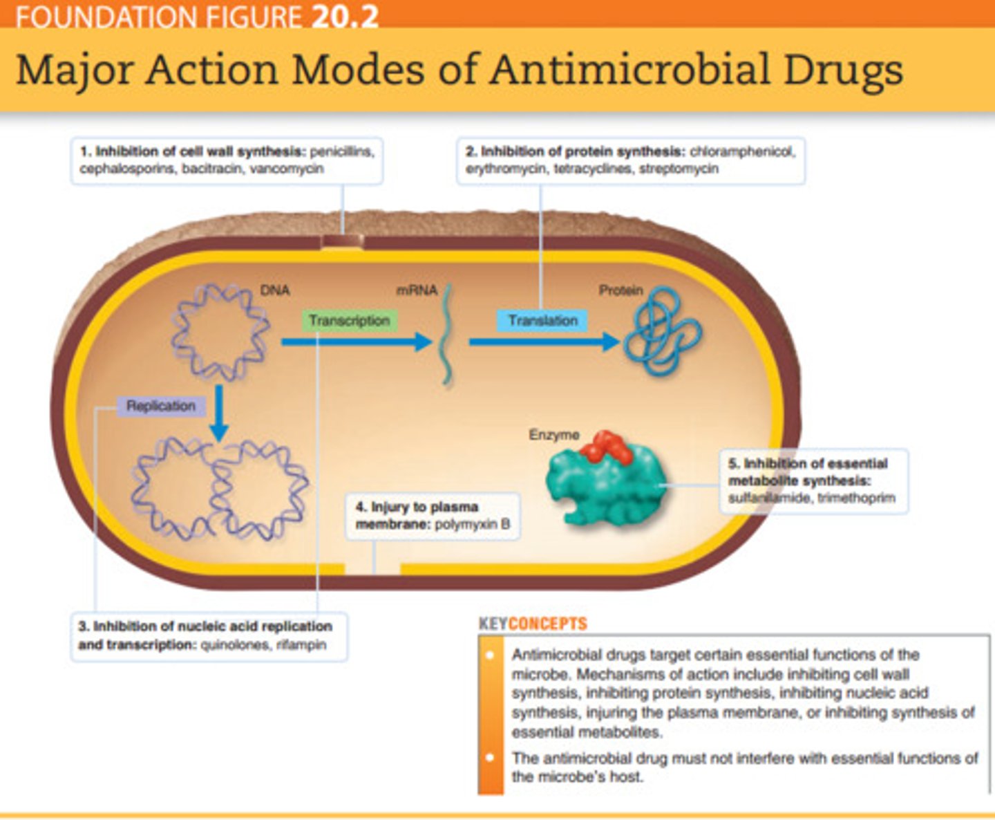 <p>a substance that kills or inhibits growth of micro-organisms with minimal damage to the host.</p>