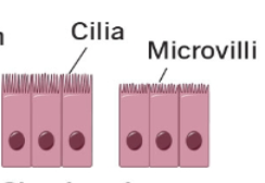 <p><span style="background-color: transparent;">is when the nuclei are usually at the same level, near the basement membrane (taller)</span></p><p><span style="background-color: transparent;">	^^ <u>secretion and absorption &amp; protection</u> ^^</span></p>
