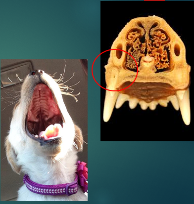 <p>Nasal discharge </p>