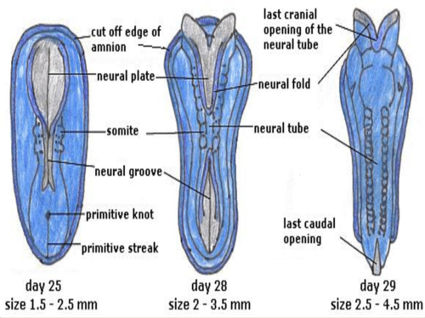 <p>cranial neuropore closes</p>