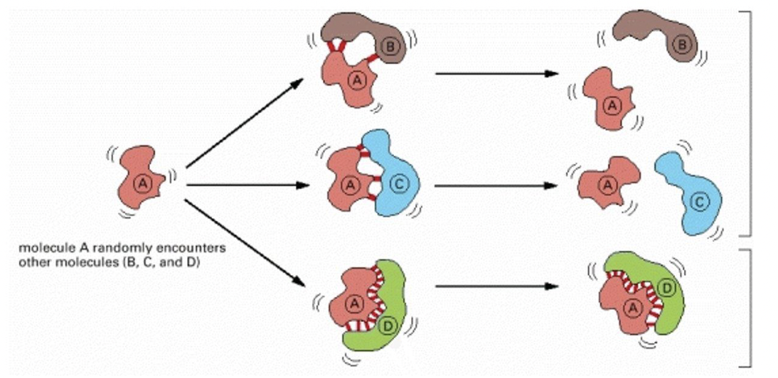 * dependent upon non-covalent interactions between facing surfaces
* The interactions between proteins A and B and A and C are weak because the shapes of the facing surfaces are poor matches. 
  * Their shapes prevent the molecules from getting close together and there are few noncovalent interactions (red lines) between the facing surfaces. 
* Thermal motion rapidly breaks the molecules apart. The surfaces of A and D are complementary, allowing them to fit closely together, like a lock and key. 
* Many noncovalent interactions (red lines) occur between the facing surfaces. 
* Though individually weak, the accumulated effect of these interactions allows the molecules to stay together longer despite the forces of thermal motion. 
* Both complementarity of shape and the molecular complementarity at these surfaces that allow the formation of noncovalent interactions are important.