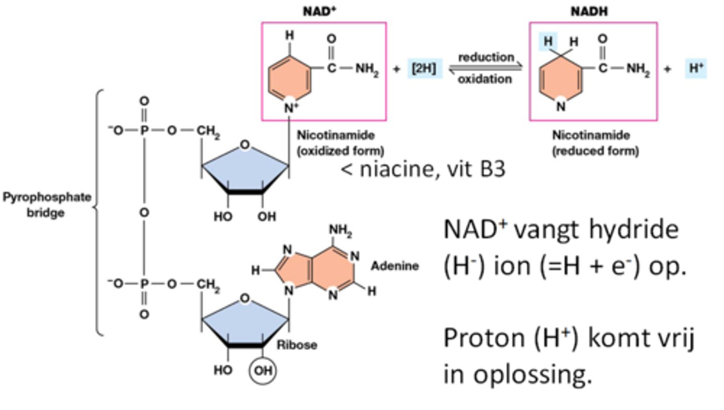 <p>nicotineamide adenine dinucleotide</p>