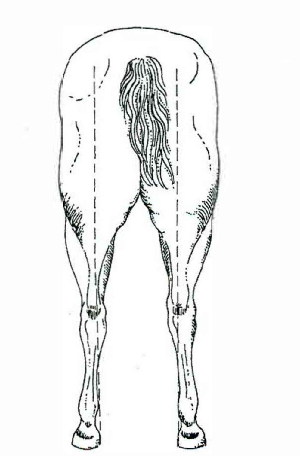 <p>Base wide </p>