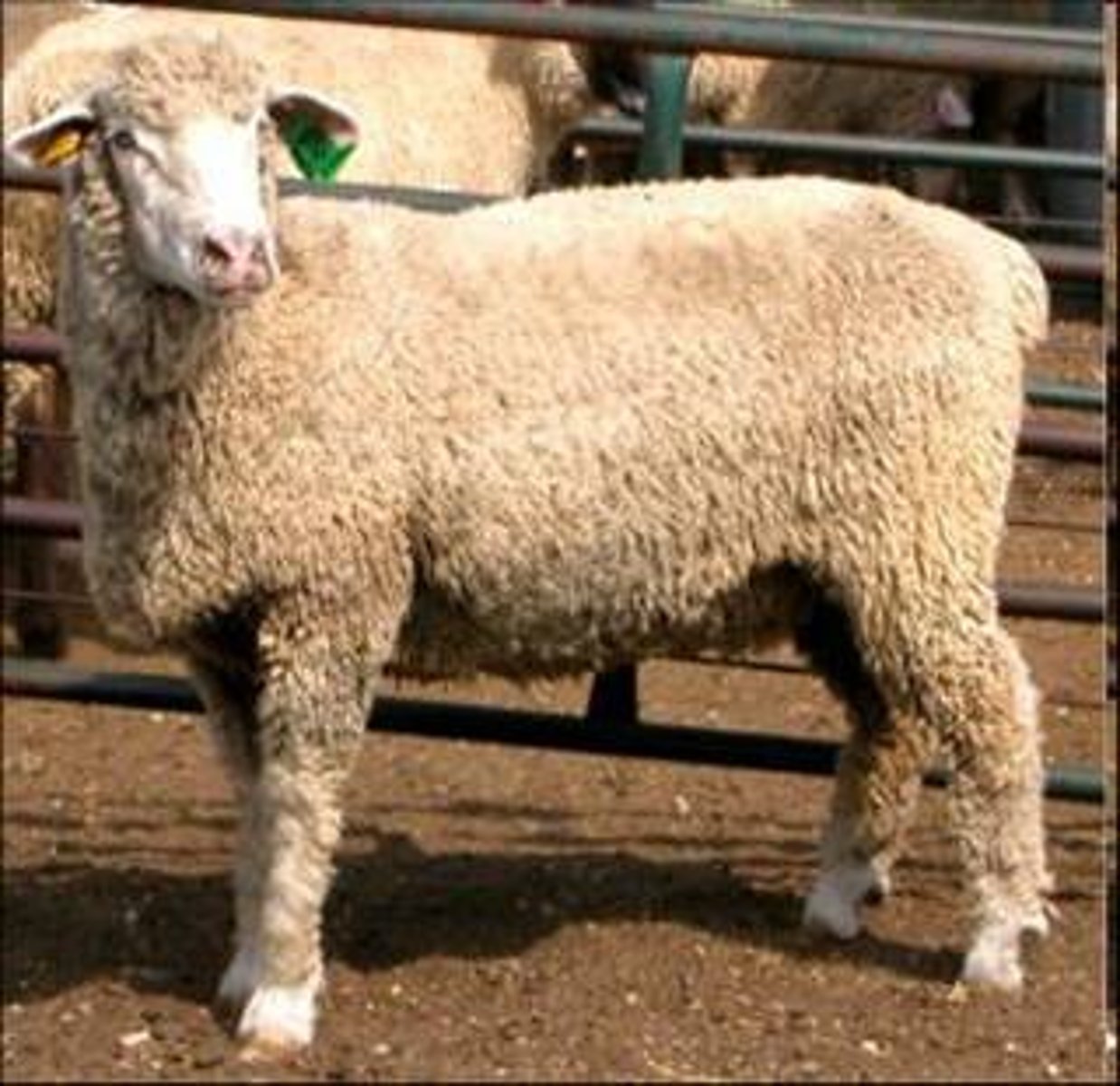 <p>What type of sheep is this? (breed and type)</p>