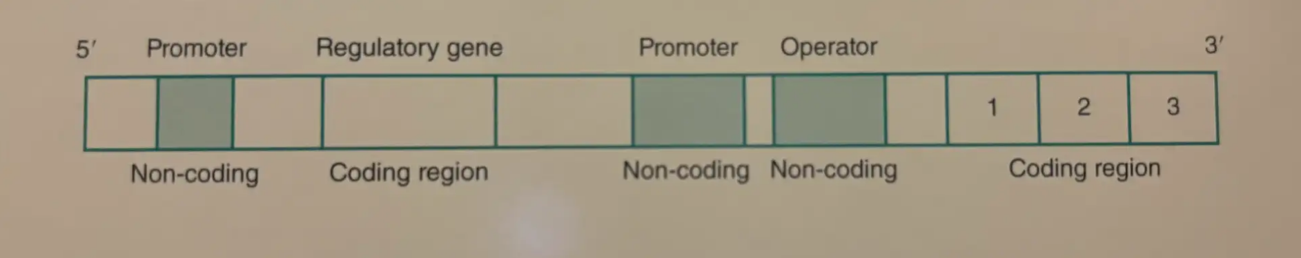 <p>A cluster of genes with a common function under the control of a common promoter. Operons contain regulatory sequences, genes for regulatory sequences, and genes for structural proteins (which are responsible for the function of the operon). </p>