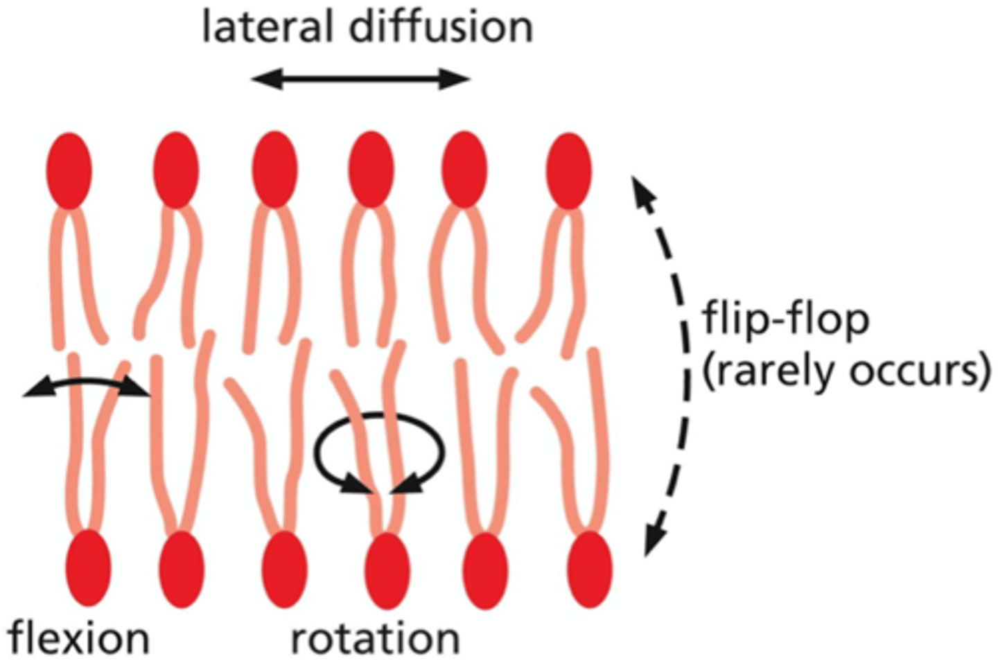 <p>1. flip-flop -- very rare, requires proteins that facilitate this movement; occurs less than once a month</p><p>2. later diffusion -- random thermal motions; exchange with neighbors within the same monolayer, rapid</p><p>3. flexion -- flex / bend hydrocarbon tails</p><p>4. rotation -- rotate hydrocarbon tails about their long axis, reach speeds of 500 revolutions/second</p>