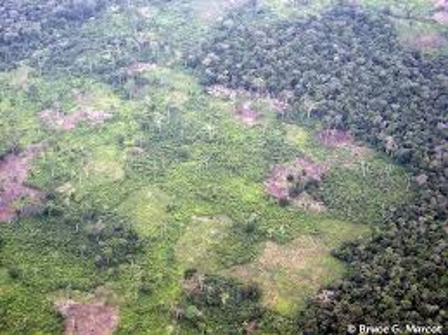 <p>the use of tropical forest clearings for crop production until their fertility is lost. Plots are then abandoned, and farmers move on to new sites</p>