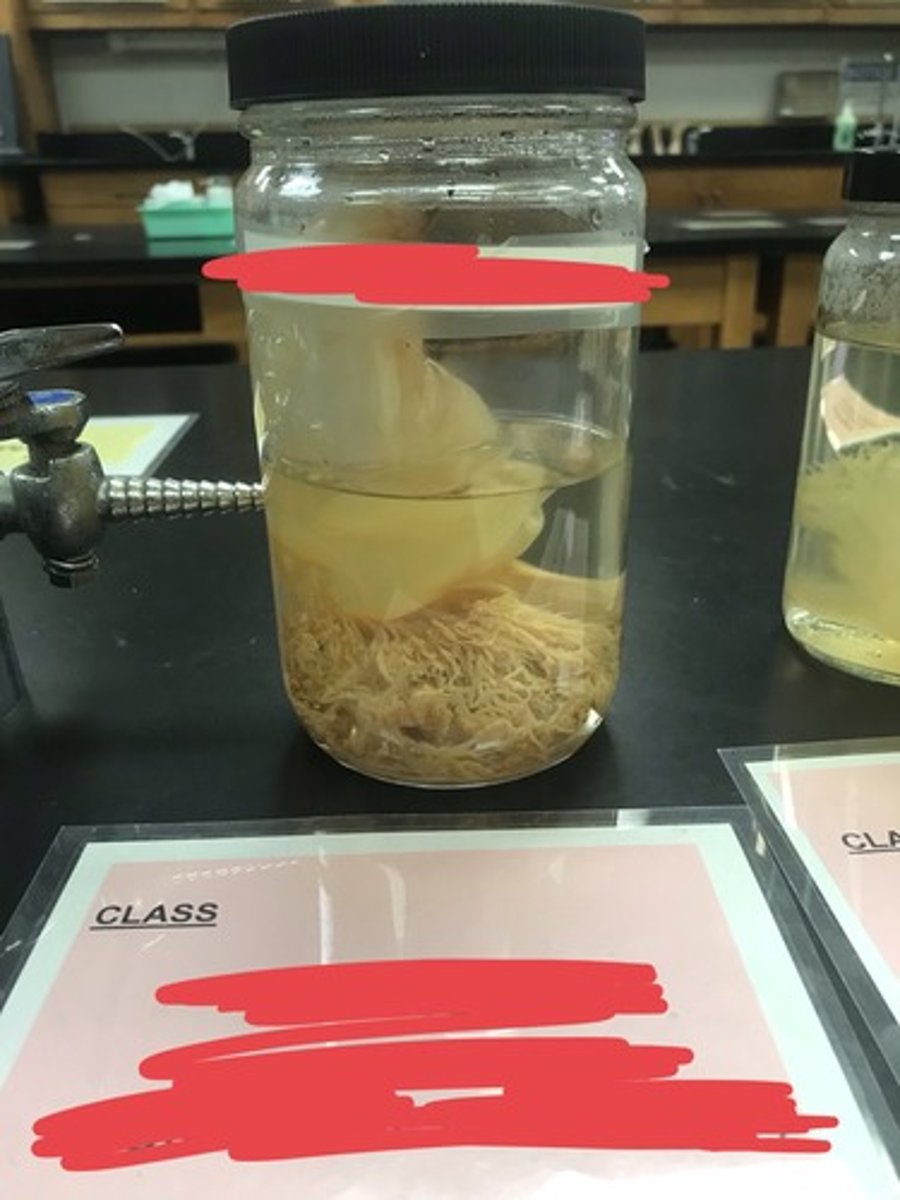 <p>For the following specimen(s), give the entire taxonomy and the name of the specimen(s)</p>