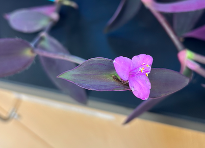 <p><span style="background-color: transparent;"><span>Commelinales</span></span></p><p><span style="background-color: transparent;"><span>Commelinaceae</span></span></p>