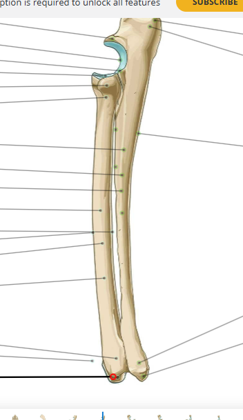 <p>Vad är markerat? Vilka djur saknar?&nbsp;</p>