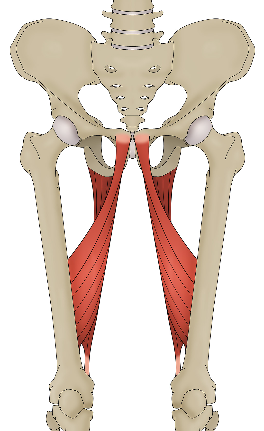 <p>I: Linea aspera and adductor tubercle of femur</p><p>F: dynamic stabilizer of the pelvis and femur as well as a prime mover of the femur into adduction</p>