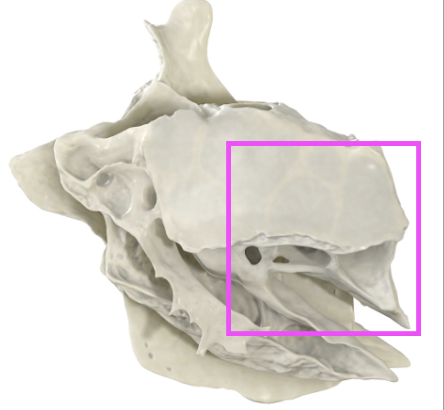 <p>What bone marking is this?</p>