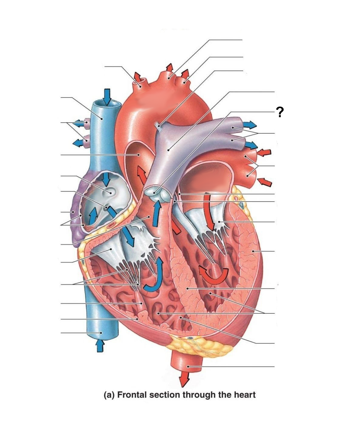 <p>Identify the labeled structure</p>
