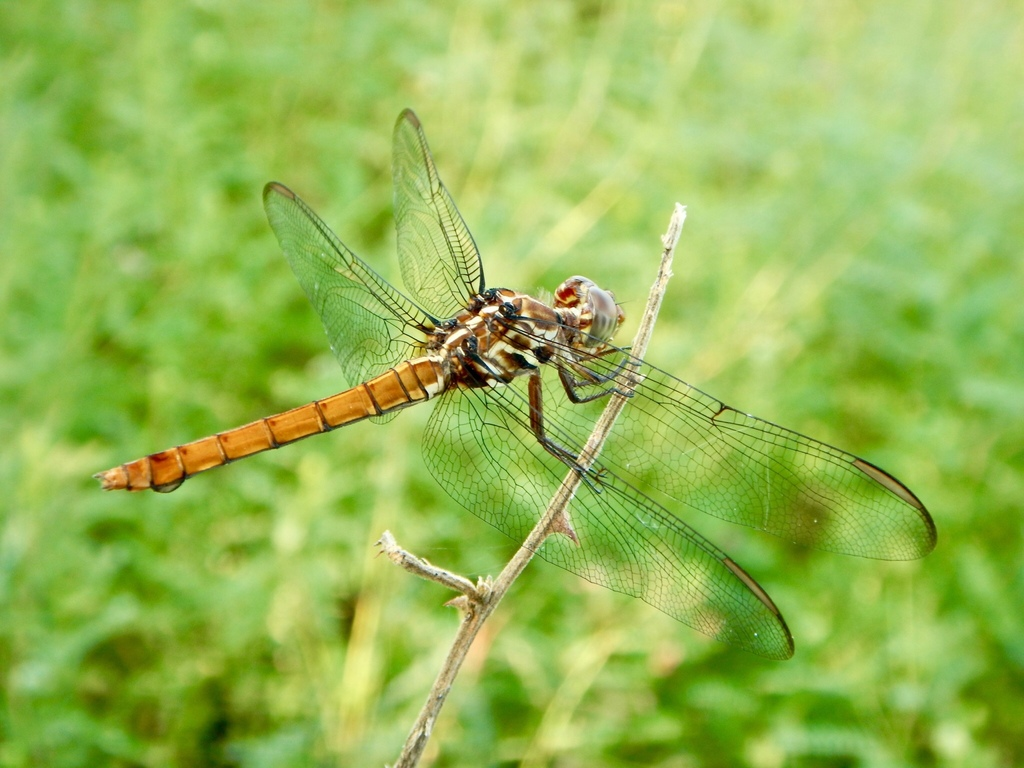 <p>Common Skimmers - smaller</p>