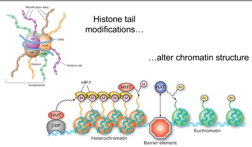 <ul><li><p>histone tail modifications (100+ diff ways)</p><ul><li><p>acetylation (by HATs)</p></li><li><p>methylation (usually of K or R) by HMT</p></li></ul></li><li><p>alter chromatin structure</p></li><li><p>huge flexibility in complexity</p></li></ul><p></p>
